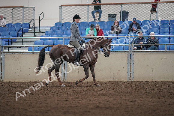 2019 Morgan Horse Show - Aug 31, 2019 - 07430