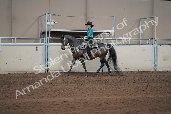 2019 Morgan Horse Show - Sept 01, 2019 - 06917