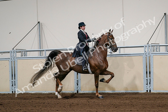 2020 - AB Morgan Horse - Sat, Sept 05 - 06376