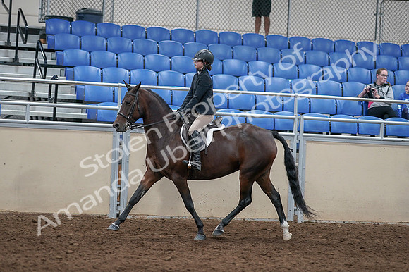 2020 - AB Morgan Horse - Fri, Sept 04 - 05909