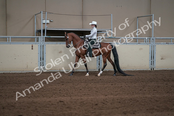 2019 Morgan Horse Show - Sept 01, 2019 - 06939
