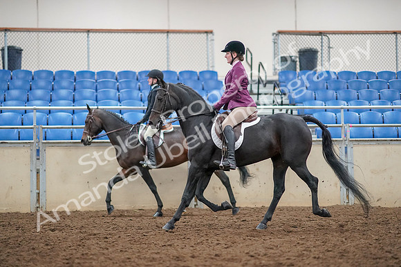 2019 Morgan Horse Show - Aug 30, 2019 - 23344