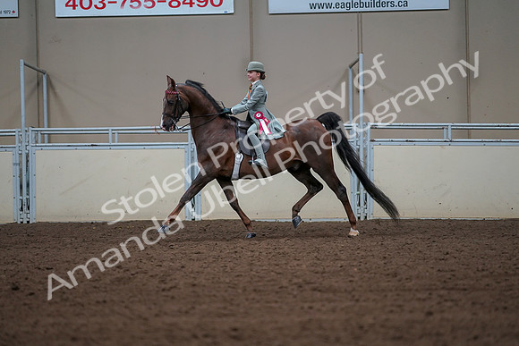 2019 Morgan Horse Show - Aug 30, 2019 - 18242