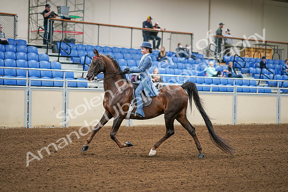2020 - AB Morgan Horse - Fri, Sept 04 - 04855