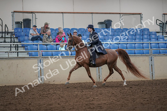 2019 Morgan Horse Show - Aug 30, 2019 - 26762