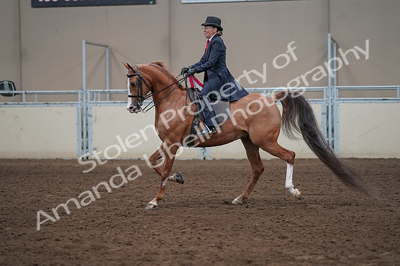 2019 Morgan Horse Show - Sept 01, 2019 - 12137