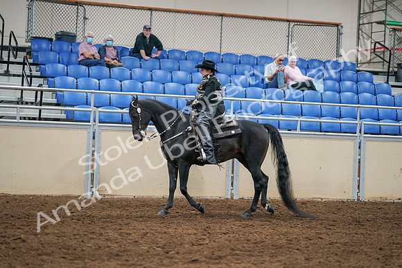2020 - AB Morgan Horse - Sat, Sept 05 - 08865
