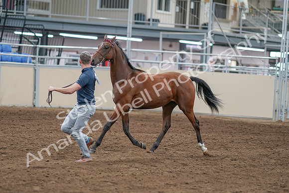 2020 - AB Morgan Horse - Sat, Sept 05 - 00528
