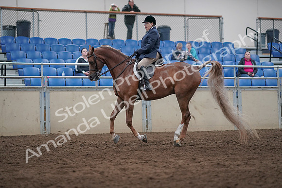 2019 Morgan Horse Show - Sept 01, 2019 - 08737