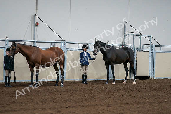 2020 - AB Morgan Horse - Fri, Sept 04 - 00814