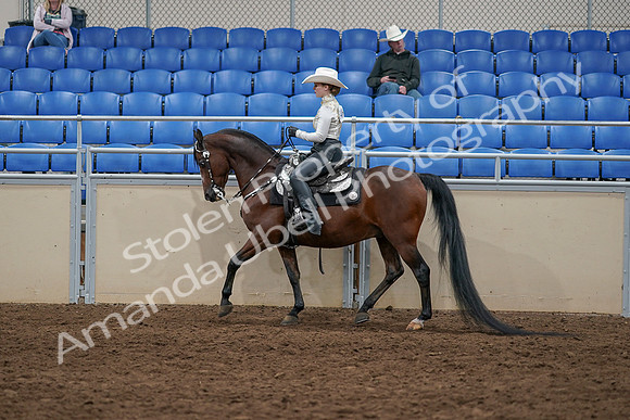 2020 - AB Morgan Horse - Sun, Sept 06 - 07577
