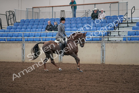 2019 Morgan Horse Show - Aug 31, 2019 - 07488