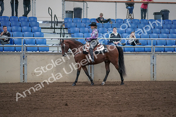 2019 Morgan Horse Show - Sept 01, 2019 - 06764