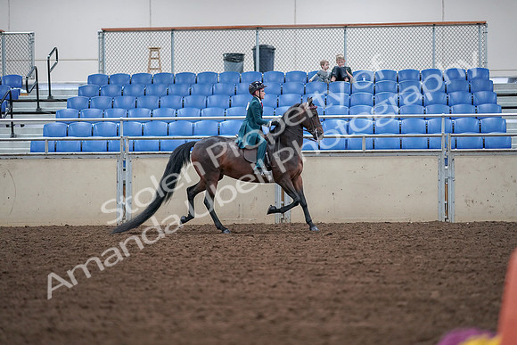 2019 Morgan Horse Show - Aug 30, 2019 - 18077