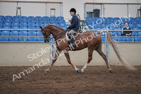 2019 Morgan Horse Show - Sept 01, 2019 - 08540
