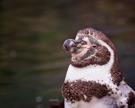 Zoo - 017
