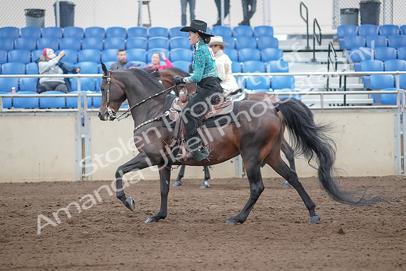 2019 Morgan Horse Show - Sept 01, 2019 - 07009