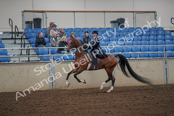 2019 Morgan Horse Show - Aug 30, 2019 - 25145