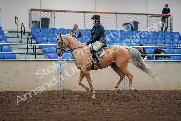 2019 Morgan Horse Show - Aug 30, 2019 - 16391
