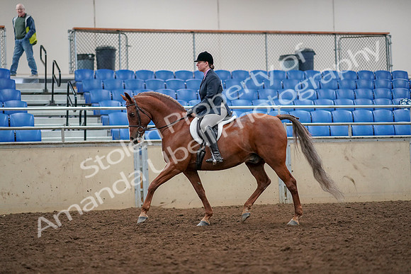 2019 Morgan Horse Show - Aug 30, 2019 - 22210