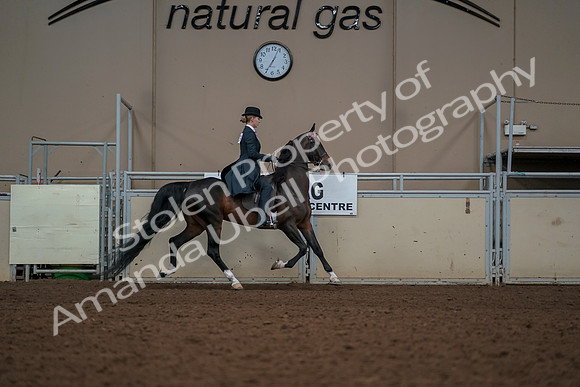 2019 Morgan Horse Show - Aug 30, 2019 - 25270