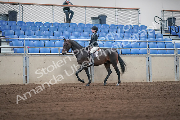 2019 Morgan Horse Show - Sept 01, 2019 - 03654
