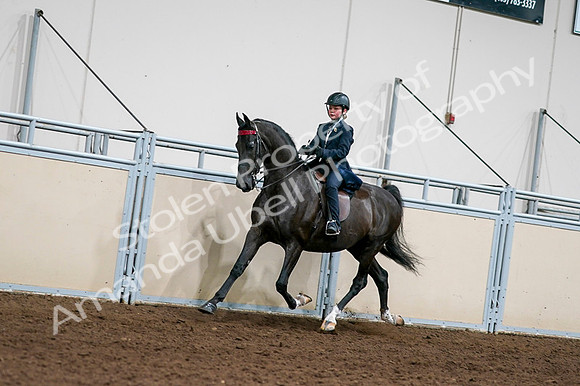 2020 - AB Morgan Horse - Fri, Sept 04 - 03212