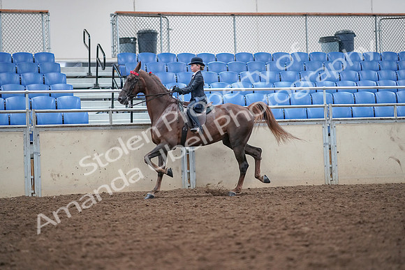 2019 Morgan Horse Show - Aug 30, 2019 - 17919