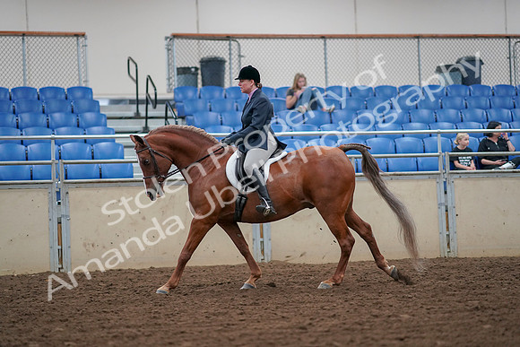 2019 Morgan Horse Show - Aug 30, 2019 - 16308