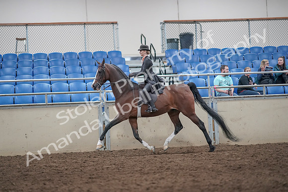 2019 Morgan Horse Show - Aug 31, 2019 - 08703