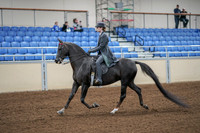 2020 - AB Morgan Horse - Fri, Sept 04 - 05332