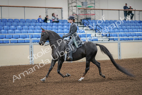2020 - AB Morgan Horse - Fri, Sept 04 - 05332