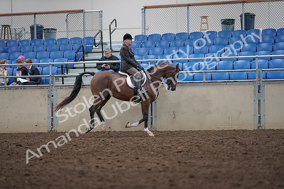 2019 Morgan Horse Show - Aug 31, 2019 - 16097