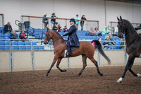 2019 Morgan Horse Show - Aug 31, 2019 - 08474