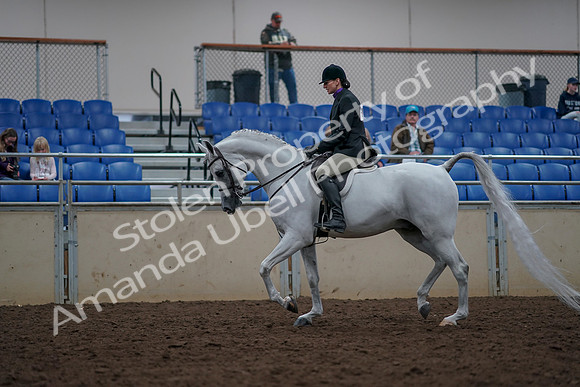 2019 Morgan Horse Show - Aug 31, 2019 - 15906