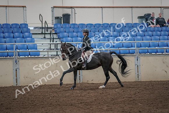2019 Morgan Horse Show - Aug 31, 2019 - 05027