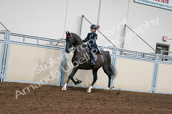 2020 - AB Morgan Horse - Fri, Sept 04 - 03207