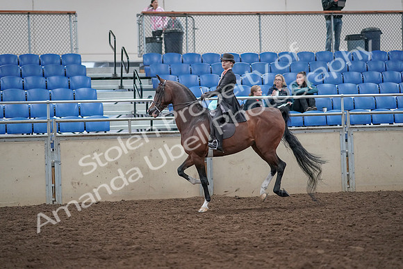 2019 Morgan Horse Show - Aug 31, 2019 - 08792