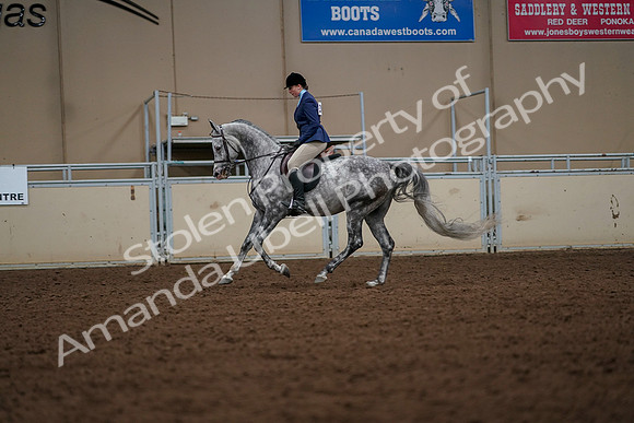 2019 Morgan Horse Show - Aug 30, 2019 - 22425
