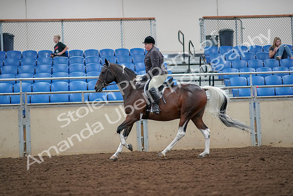 2019 Morgan Horse Show - Aug 30, 2019 - 16345