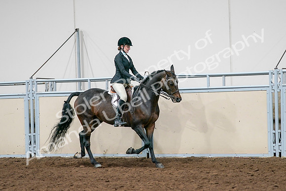 2020 - AB Morgan Horse - Sat, Sept 05 - 14568