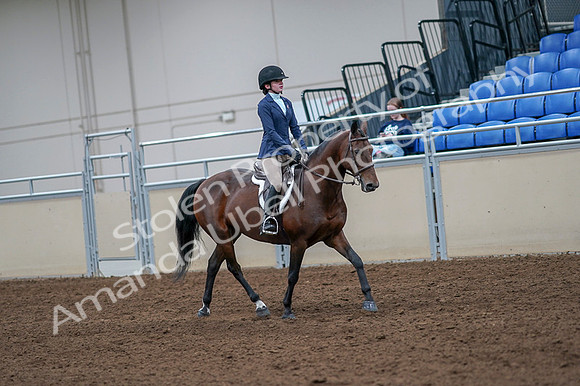 2020 - AB Morgan Horse - Fri, Sept 04 - 06069