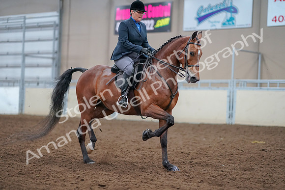 2019 Morgan Horse Show - Aug 30, 2019 - 20898