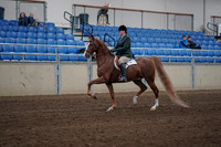 2019 Morgan Horse Show - Sept 01, 2019 - 12169