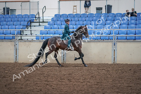 2019 Morgan Horse Show - Aug 30, 2019 - 18166