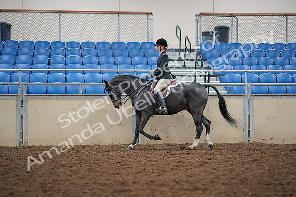 2019 Morgan Horse Show - Aug 30, 2019 - 23113
