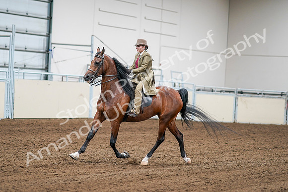 2020 - AB Morgan Horse - Sat, Sept 05 - 08072