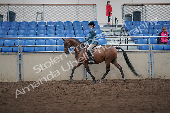 2019 Morgan Horse Show - Aug 31, 2019 - 17132
