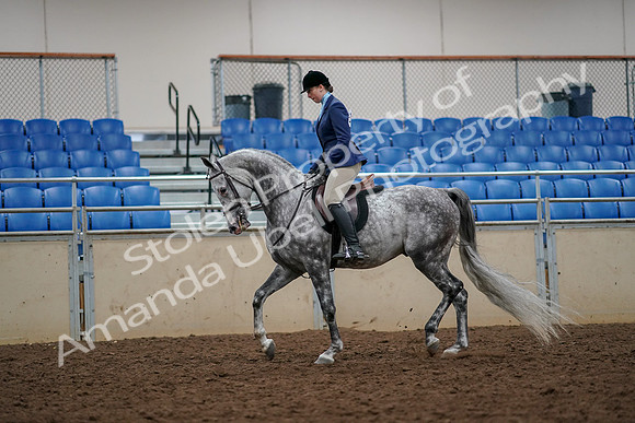 2019 Morgan Horse Show - Aug 30, 2019 - 22273