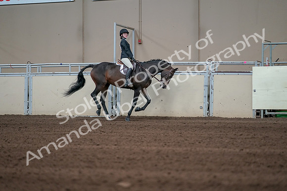 2019 Morgan Horse Show - Sept 01, 2019 - 03902